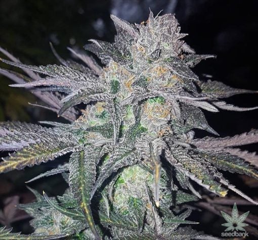 CBD-Sorte White Widow