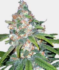 Auto Super Lemon Haze-Samen