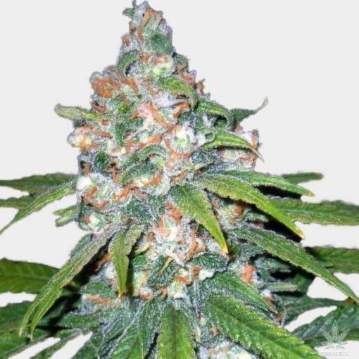 Auto Super Lemon Haze-Samen