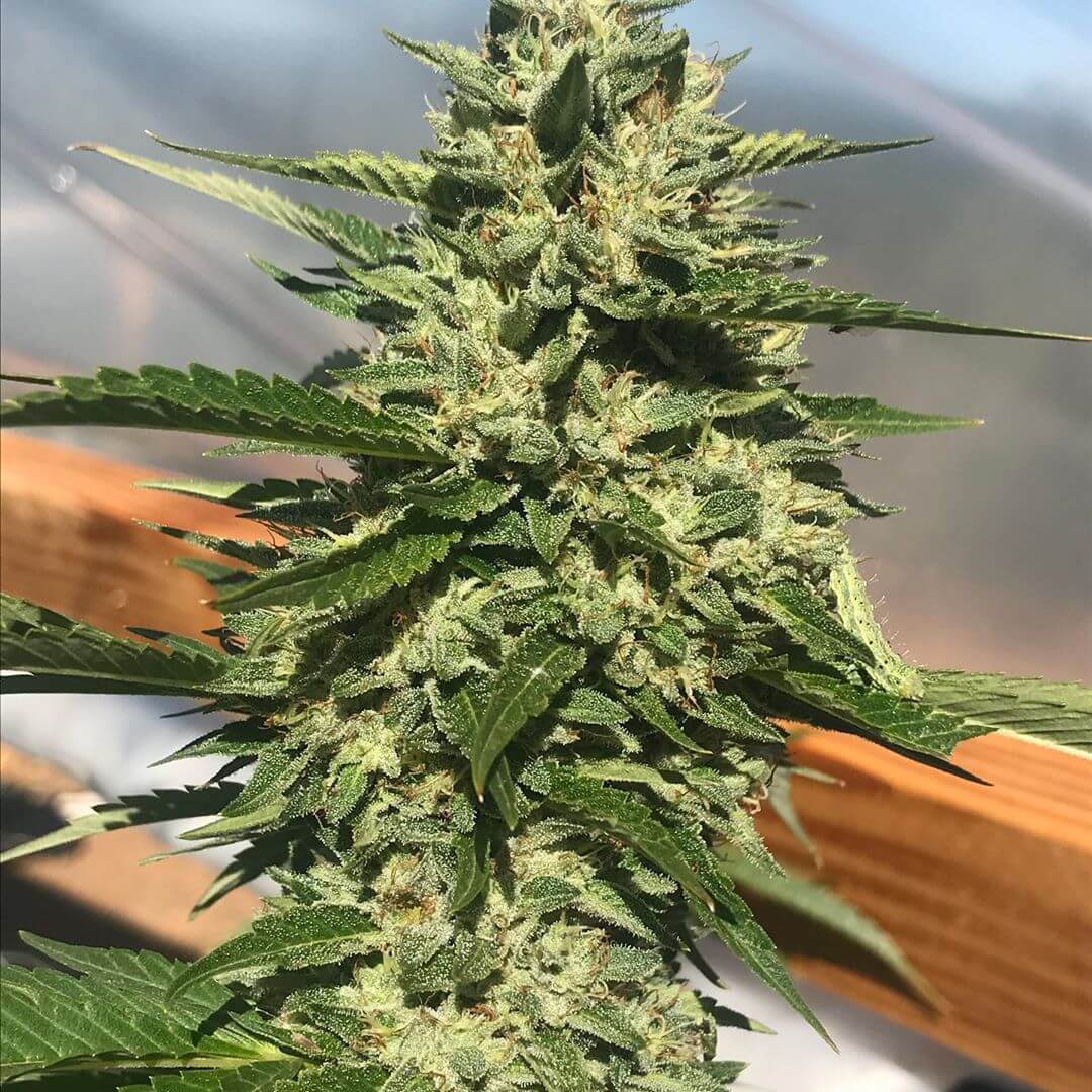 FIRE OG strain - Buy Fire OG Seeds - Premium Cannabis Seeds