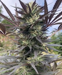 gorilla seeds gg4 seeds usa