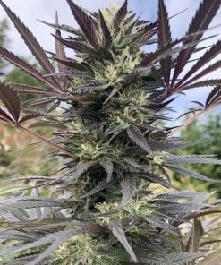 gorilla seeds gg4 seeds usa