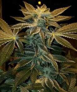 gorilla colle 4 souche gg4 graines usa