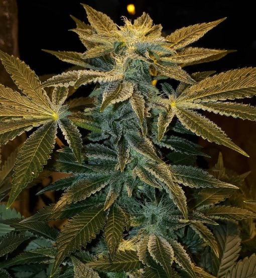 Gorilla Glue 4 Stamm gg4 Samen USA