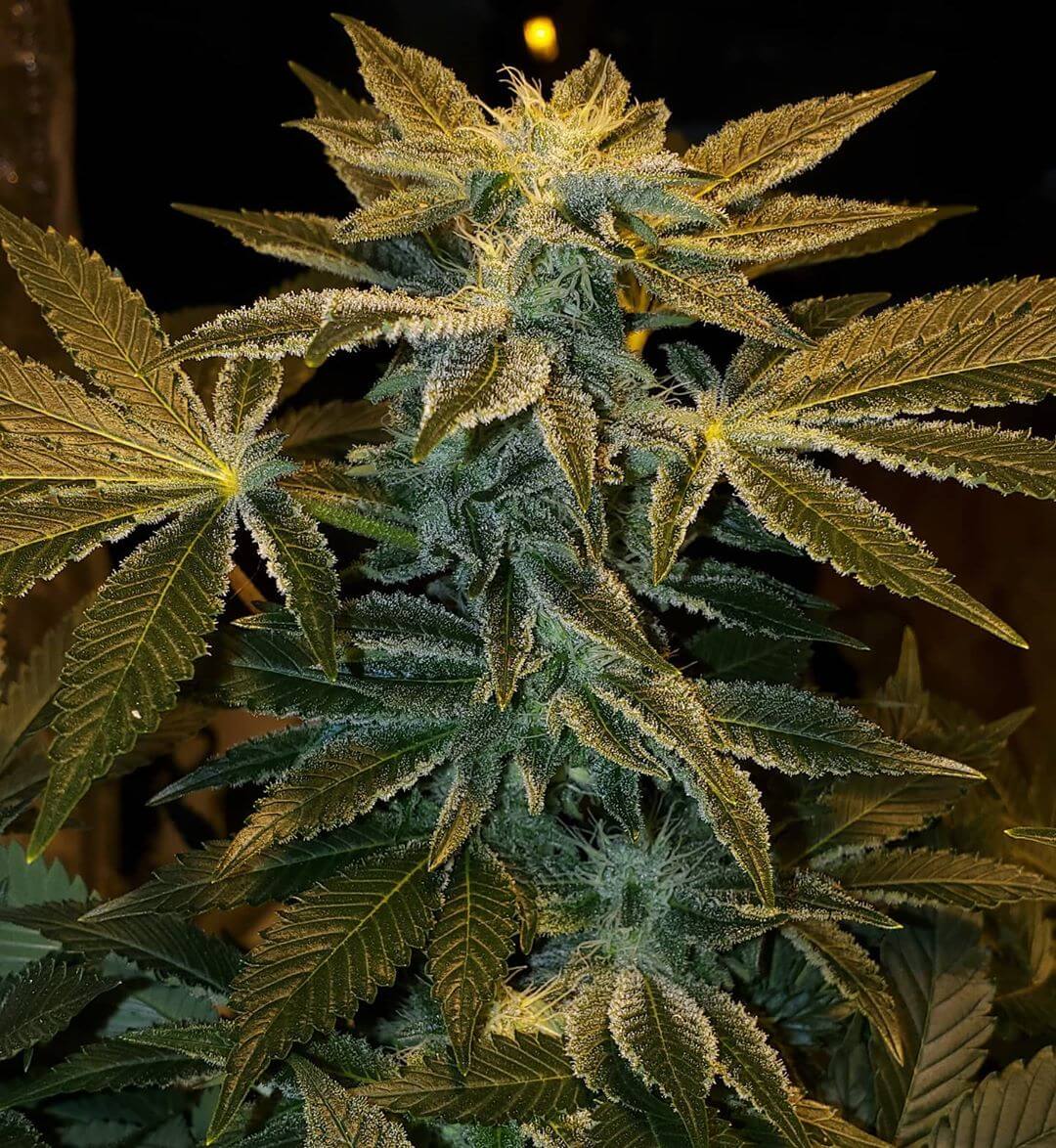 Gorilla Glue Fast Flowering Seeds