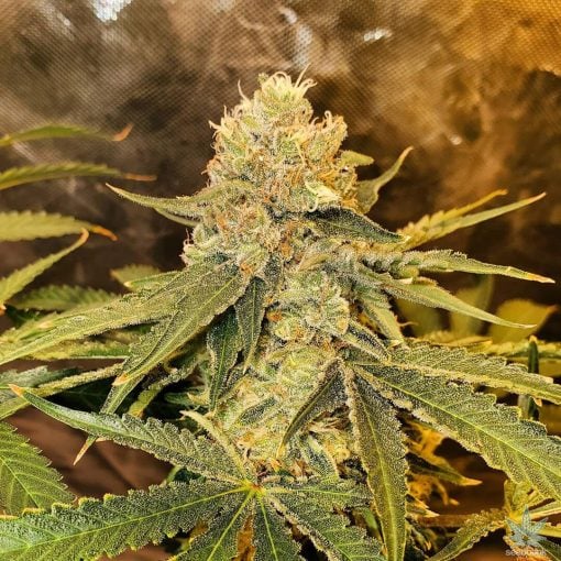 Jack Herer Samen World Wide