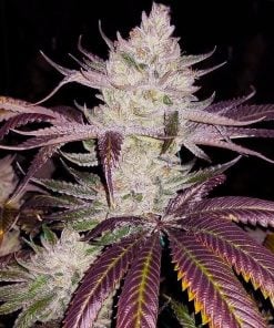 Platinum Cookies-Samen