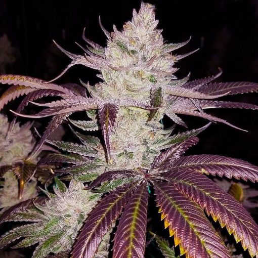 Platinum Cookies-Samen