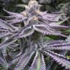 Purple Punch Seeds