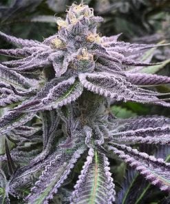 Semillas Purple Punch