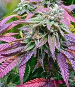 GEORGIA SEED BANK sunset sherbet cannabis seeds grande sunset sherbet seeds