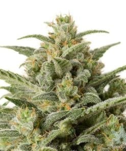 CBD White Widow seeds