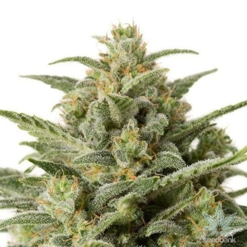 CBD White Widow seeds