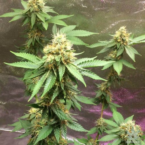 gold cannabis seeds usa