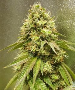 24K Gold strain marijuana seeds usa