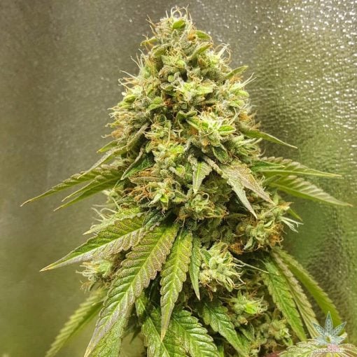 24K Gold strain marijuana seeds usa