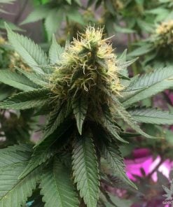 feminized cannabis seeds usa