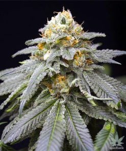 3 kings seeds three kings strain