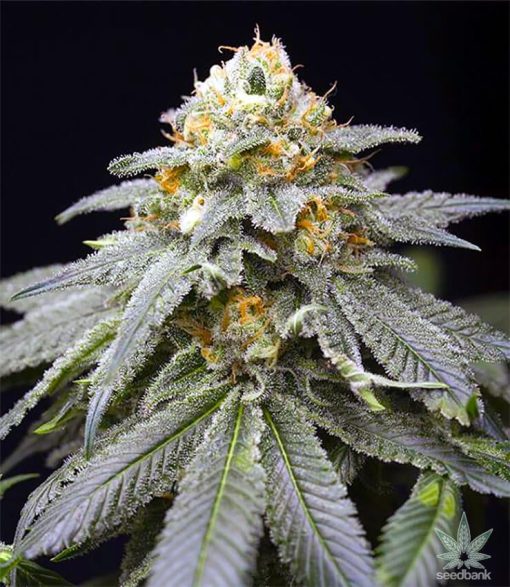 3 kings seeds three kings strain