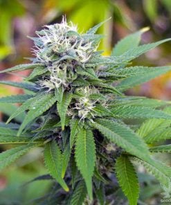 3 Kings Weed Seeds, souche Three Kings