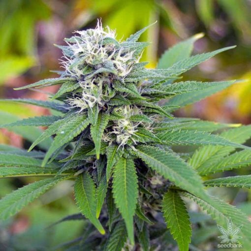 3 kings weed seeds three kings strain