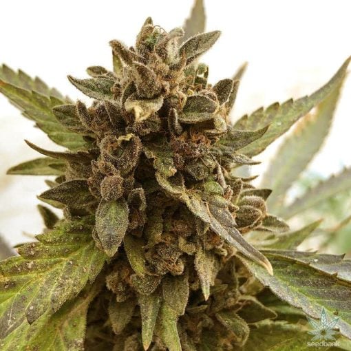 banana kush strain cannabis seeds usa