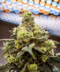 semillas de banana kush banco de semillas de marihuana estados unidos