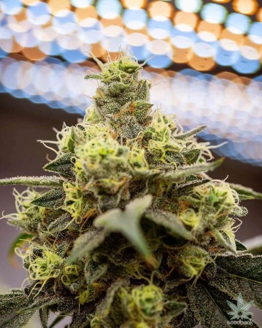 semillas de banana kush banco de semillas de marihuana estados unidos