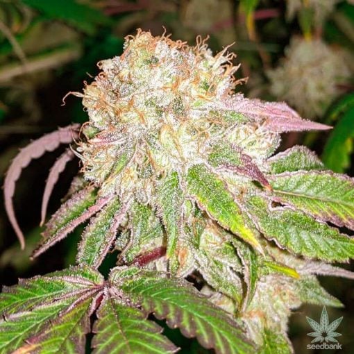 banana kush strain weed seeds usa