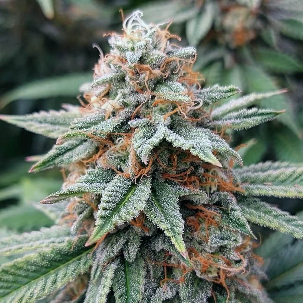 Banana Kush Strain Seed Bank Feminized Banana Kush Seeds