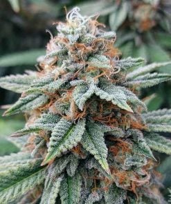 banana kush strain marijuana seeds usa