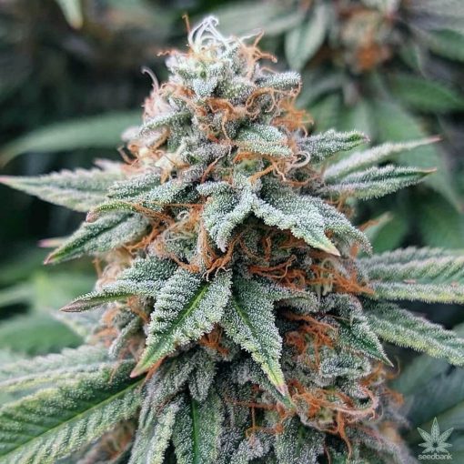 banana kush strain marijuana seeds usa