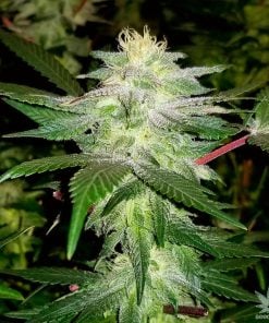 black widow strain