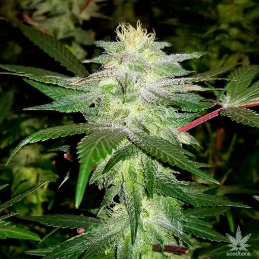 black widow strain