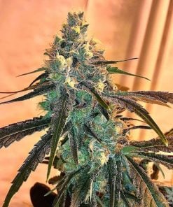 Cannabissamenbank der Indica-Sorte Black Widow