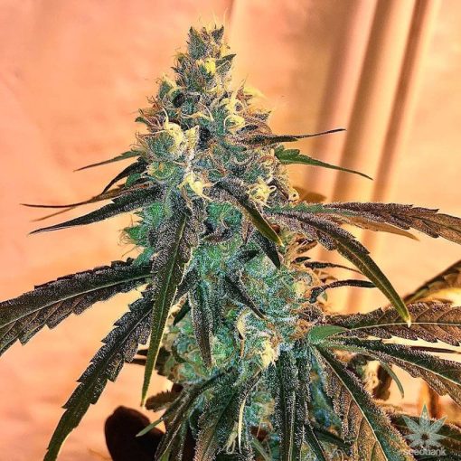 Cannabissamenbank der Indica-Sorte Black Widow