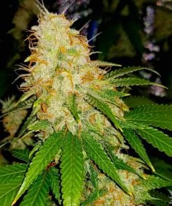 Cannabissamenbank der Indica-Sorte Black Widow