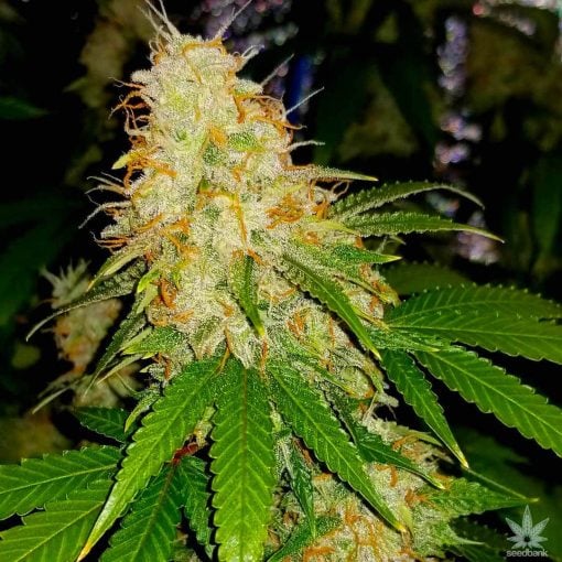 Cannabissamenbank der Indica-Sorte Black Widow