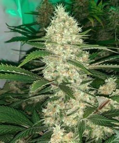 black widow strain marijuana seed bank black widow seeds