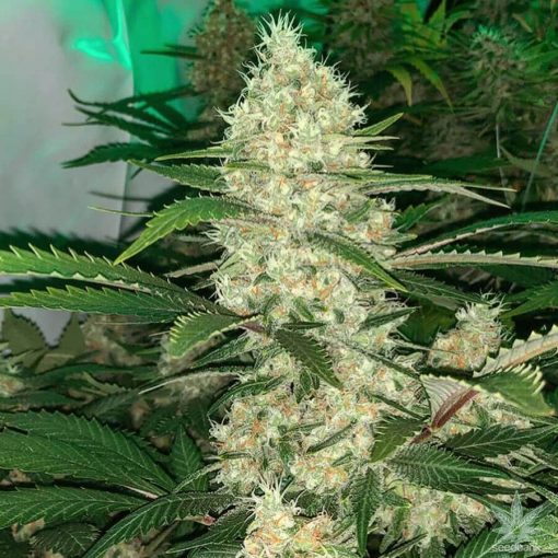 black widow strain marijuana seed bank black widow seeds