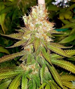 feminized marijuana seeds