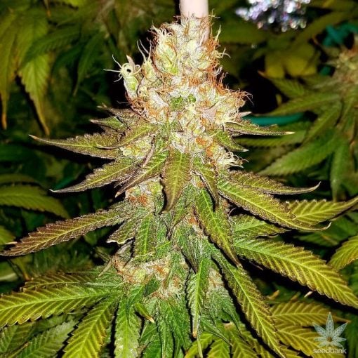 feminized marijuana seeds