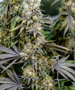 graines de cannabis aux baies noires