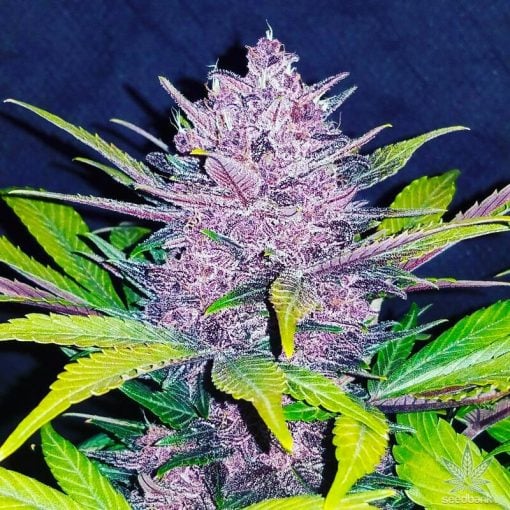 graines de marijuana blackberry kush