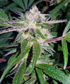 semillas de marihuana black berry kush