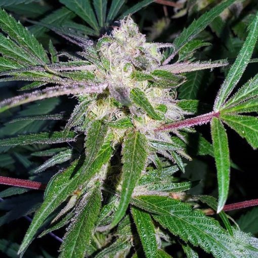 semillas de marihuana black berry kush