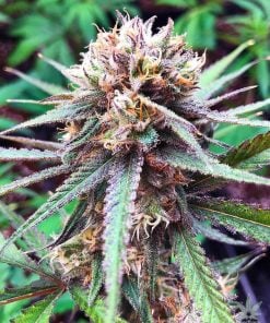 blackberry kush weed seeds