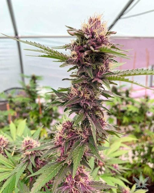 cherry pie seeds marijuana strain