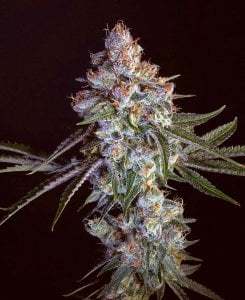 cherry pie seeds seedbank feminized