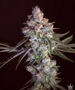 cherry pie seeds seedbank feminized